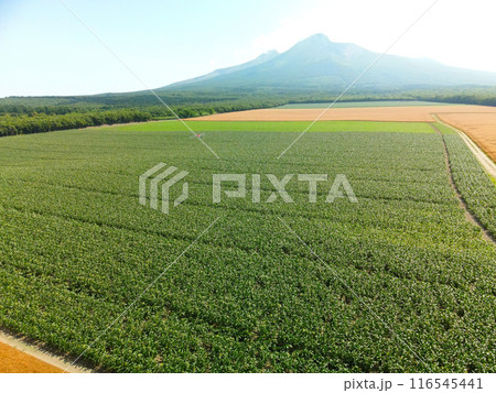 夏の北海道森町でデントコーン畑の風景を撮影 116545441
