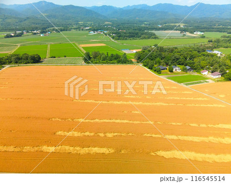夏の北海道森町で麦秋を迎えた麦畑の風景を撮影 116545514