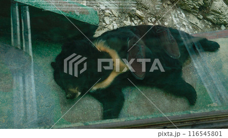 mammal wildlife asian animal nature black cute wild himalayan big brown bear asia 116545801