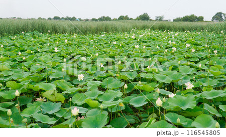 nature garden beauty zen bloom background flora green pond lotus lotus flower flower petal nature garden beauty zen bloom background flora green pond lotus lotus flower flower petal 116545805
