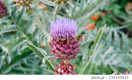 flat composition order cardun daylight dry decorative violet blossom cynara space copy lay 116545815