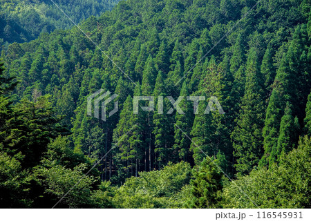 美しい夏山の緑 美しい夏山の緑 116545931