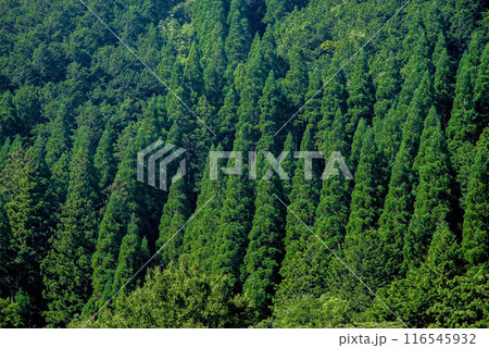 美しい夏山の緑 美しい夏山の緑 116545932