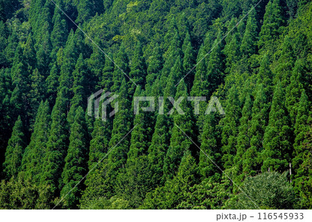美しい夏山の緑 116545933