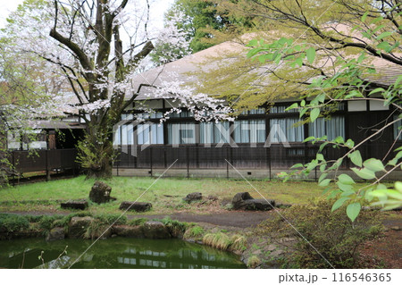 浴恩館の庭園に咲くソメイヨシノ 116546365