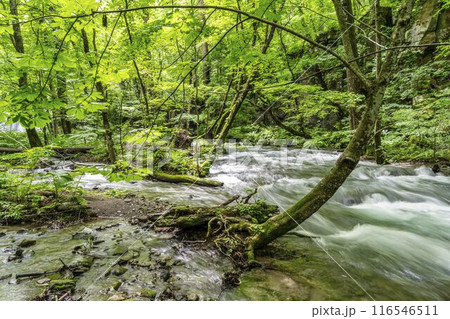 夏の奥入瀬渓流 奥入瀬川の流れ 青森県十和田市 夏の奥入瀬渓流 奥入瀬川の流れ 青森県十和田市 116546511
