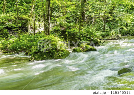 夏の奥入瀬渓流　奥入瀬川の流れ　青森県十和田市 116546512