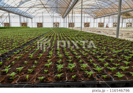 Plants grown in an industrial scale in a weather controlled glasshouse 116546796