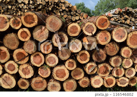 切り出された杉の丸太 山形県庄内 116546802