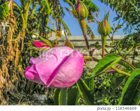 Fresh pink rose and buds on a plant 116546809