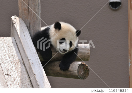 遊具の上でくつろぐ陽浜 116546834