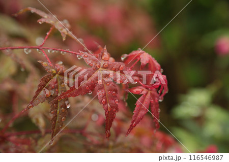 水が滴る紅葉 116546987