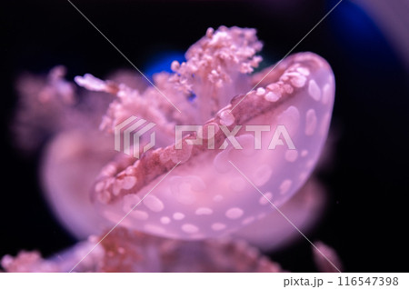 ふわふわ　くらげ　　　 116547398