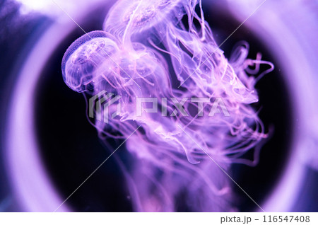 ふわふわ　くらげ　　　 116547408