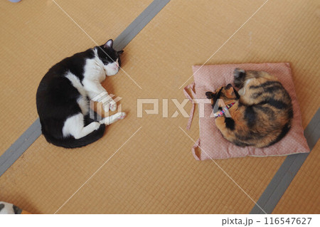 寝ている同居猫 116547627