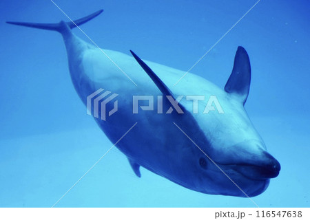 水族館でこちらに向かって泳いでいるイルカ 水族館でこちらに向かって泳いでいるイルカ 116547638