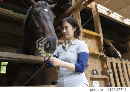 馬のお世話をする女性 馬のお世話をする女性 116547741