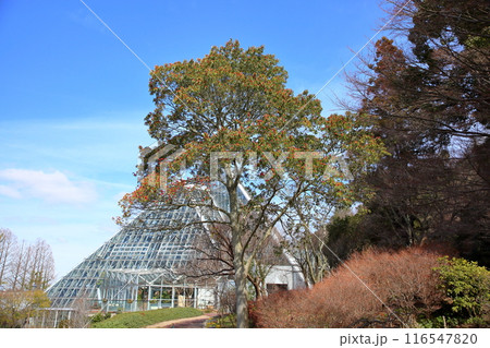 ナナミノキの実 116547820