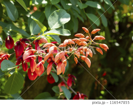 植物園に咲く鮮やかなアメリカデイゴの花 116547855