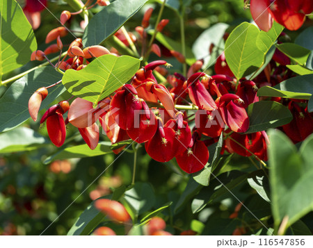 植物園に咲く鮮やかなアメリカデイゴの花 植物園に咲く鮮やかなアメリカデイゴの花 116547856