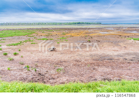《北海道》野付半島のナラワラ 《北海道》野付半島のナラワラ 116547868