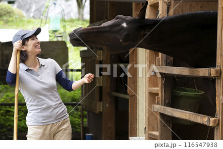 馬のお世話をする女性 馬のお世話をする女性 116547938