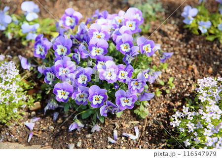 ビオラの花 116547979