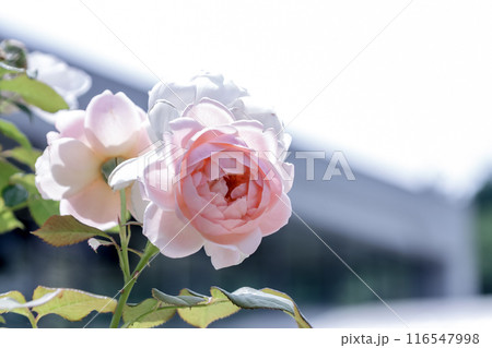 どこで咲いても明るい空間が似合う桃色のバラ【バラ科】 116547998