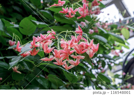 生薬名の使君子を持つ綺麗なシクンシ【インドシクンシ】 116548001