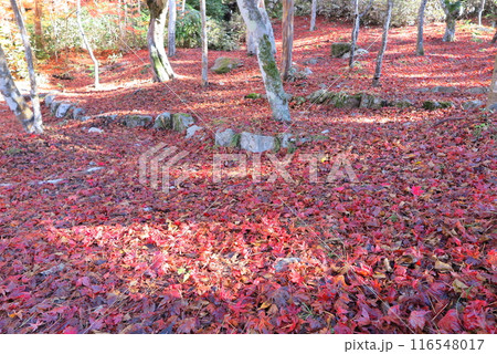 兵庫県神戸市の有馬温泉郷にある紅葉の名所「瑞宝寺公園」：園内に散り敷いた落葉 116548017