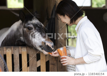 馬に人参をあげる女性 116548154
