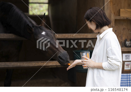 馬に人参をあげる女性 116548174