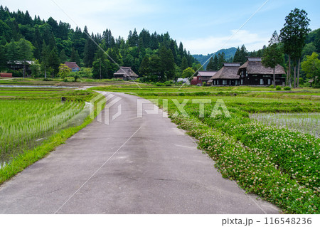 茅葺屋根と道 116548236