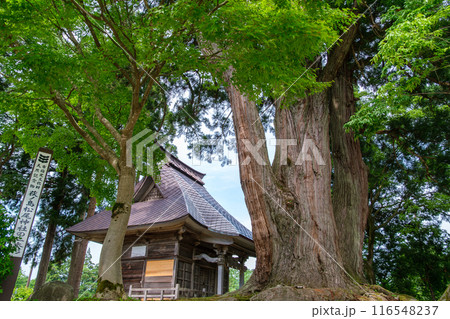 かやぶきの里の二本杉 116548237