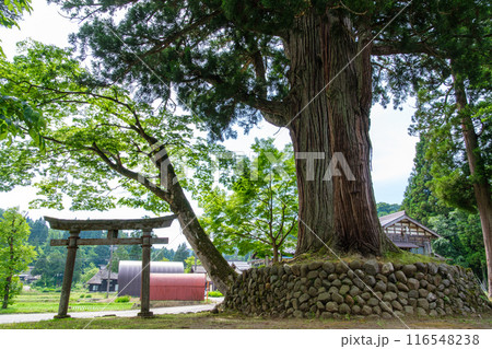 二本杉と茅葺屋根 二本杉と茅葺屋根 116548238