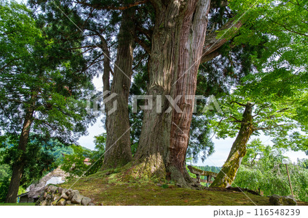 二本杉と鳥居 二本杉と鳥居 116548239