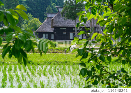 揺れる新緑 揺れる新緑 116548241