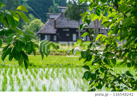 新緑と早苗田 116548242