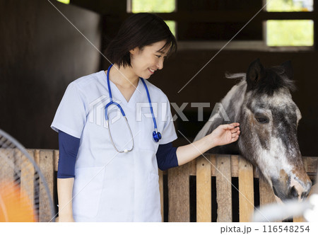 馬を診察する獣医さん 116548254