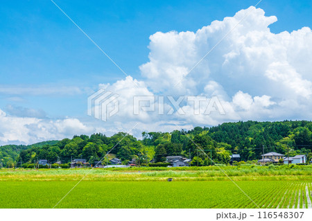 夏の田舎風景 夏の田舎風景 116548307