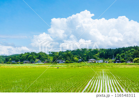 夏の田舎風景 116548311