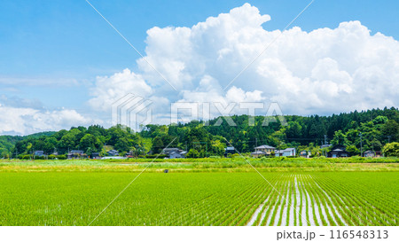 夏の田舎風景 夏の田舎風景 116548313