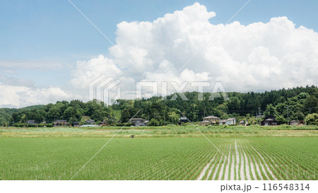 夏の田舎風景 116548314