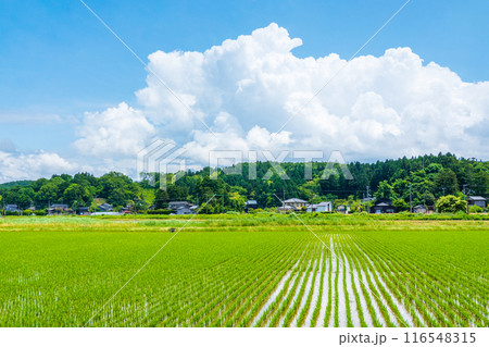 夏の田舎風景 116548315