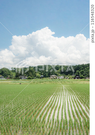 夏の田舎風景 116548320