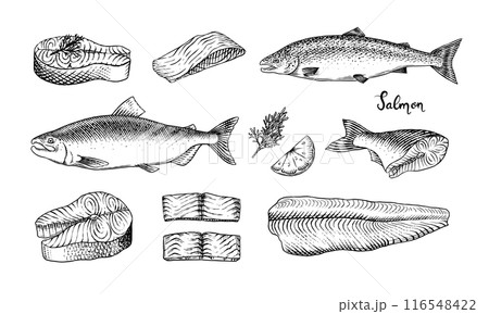 Fish sketch. Salmon fillet, ink hand drawn vector illustration. Steaks slices. Fresh product 116548422