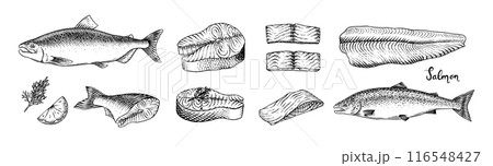 Fish sketch. Salmon fillet, ink hand drawn vector illustration. Steaks slices. Fresh product 116548427