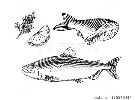 Fish sketch. Salmon fillet, ink hand drawn vector illustration. Steaks slices. Fresh product Fish sketch. Salmon fillet, ink hand drawn vector illustration. Steaks slices. Fresh product 116548444