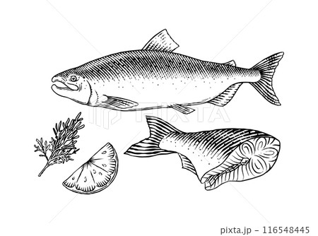 Fish sketch. Salmon fillet, ink hand drawn vector illustration. Steaks slices. Fresh product Fish sketch. Salmon fillet, ink hand drawn vector illustration. Steaks slices. Fresh product 116548445