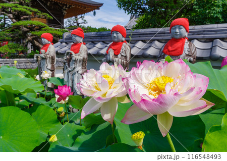 ハスの花(孫文蓮)とお地蔵さん・岐阜県中津川市阿木 ハスの花(孫文蓮)とお地蔵さん・岐阜県中津川市阿木 116548493